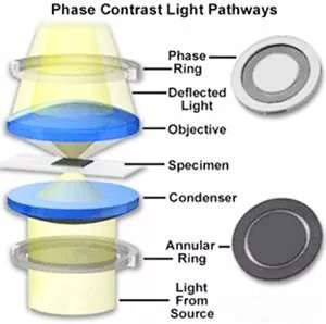 phase-contrast-light-pathways